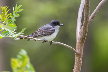 eastern kingbird (Tyrannus tyrannus) in spring