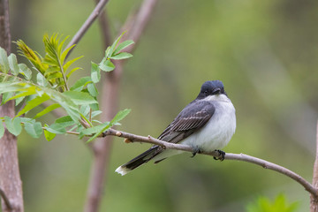 eastern kingbird (Tyrannus tyrannus) in spring