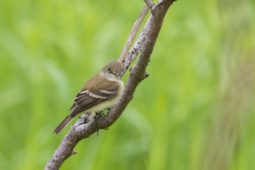 Naklejka na ściany i meble least flycatcher (Empidonax minimus) in spring