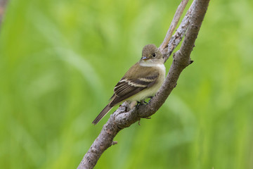 least flycatcher in spring