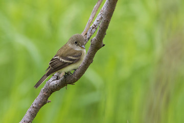 least flycatcher (Empidonax minimus) in spring