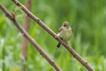 least flycatcher in spring