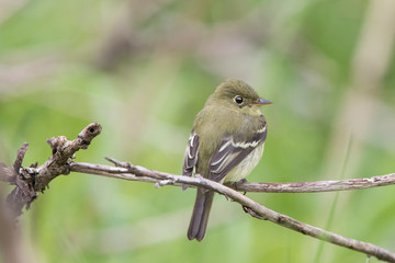 least flycatcher in spring