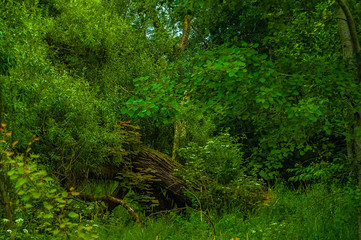 Gothenburg Sweden nature