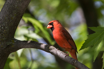  northern cardinal (Cardinalis cardinalis) 