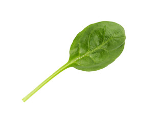 Fresh leaf of spinach isolated on white, top view