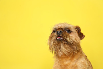 Studio portrait of funny Brussels Griffon dog looking into camera on color background. Space for text