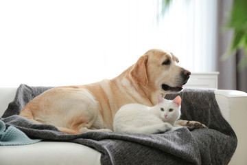 Adorable dog and cat together on sofa indoors. Friends forever