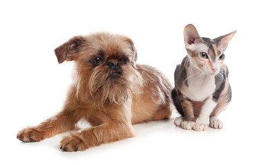 Fototapeta na wymiar Adorable dog and cat together on white background. Friends forever