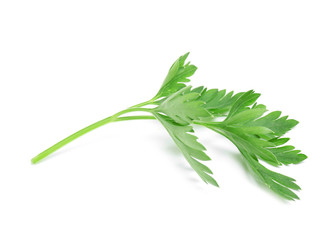 Leaves of fresh tasty parsley on white background