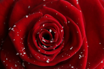 Beautiful red rose with snow as background, closeup