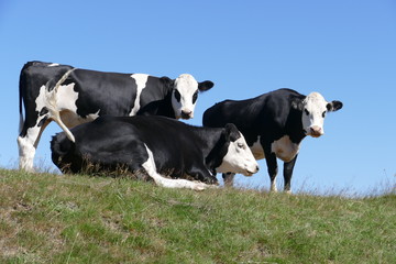 Three cows, one sitting, the other two standing on green grass against a blue sky