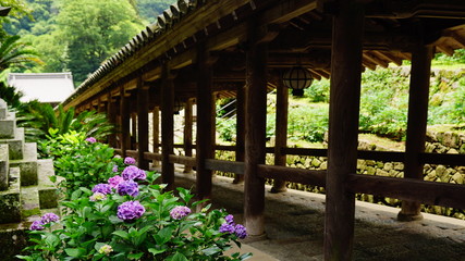 長谷寺の紫陽花
