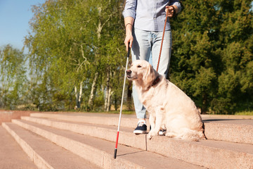 Guide dog helping blind person with long cane going down stairs outdoors. Space for text