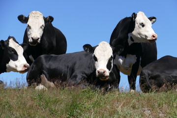 A group of cows, one sitting looking at the camera, the others standing