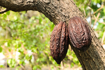Closeup view of cocoa tree with pods