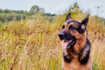 Dog German Shepherd outdoors in an autumn