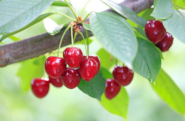 Many ripe cherries, on the tree