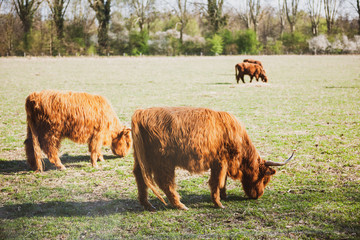 Family of four Scottish Highland cattle in green fields eating at sun vibrant green grass 