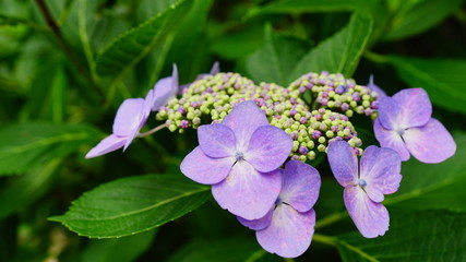 長谷寺の紫陽花