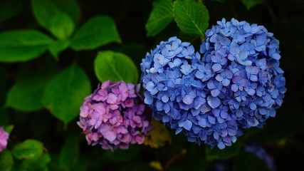 矢田寺の紫陽花