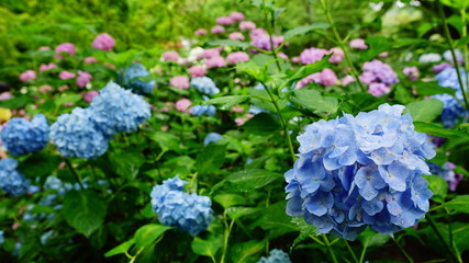 矢田寺の紫陽花