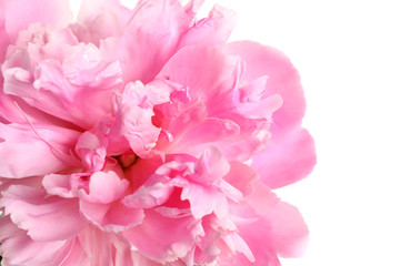 Beautiful fresh peony flower on white background, top view