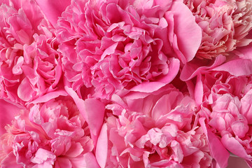 Beautiful fresh peony flowers as background, closeup