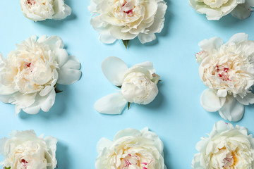 Beautiful peonies on color background, flat lay