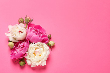 Beautiful peonies on color background, flat lay with space for text