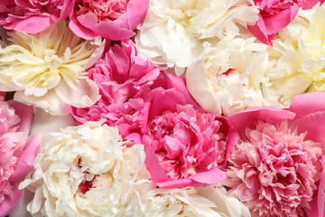 Beautiful fresh peony flowers as background, top view