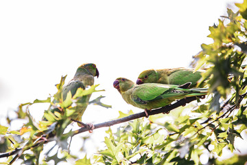 Birds in Kensington Palace Gardens