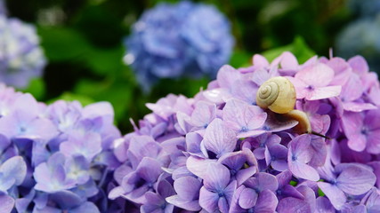 矢田寺の紫陽花