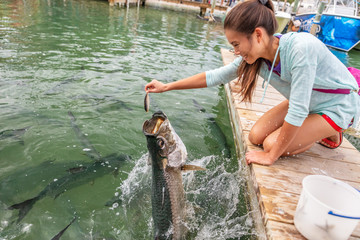 Tarpon feeding in the Keys in Florida. Asian tourist girl having fun on vacation travel feeding big...