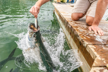 Feeding Tarpon at Famous tourist attraction in Islamorada, Florida Keys, USA summer travel tourism...