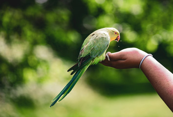 Birds in Kensington Palace Gardens