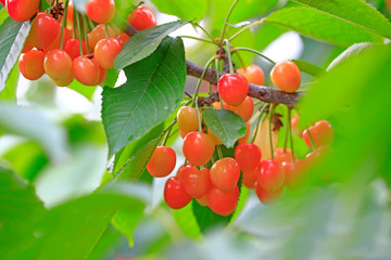 Many ripe cherries, on the tree
