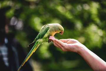 Birds in Kensington Palace Gardens