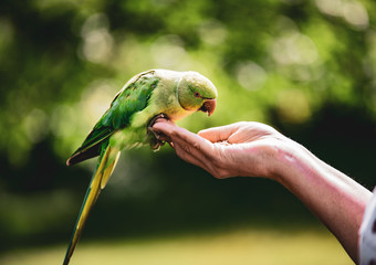 Birds in Kensington Palace Gardens