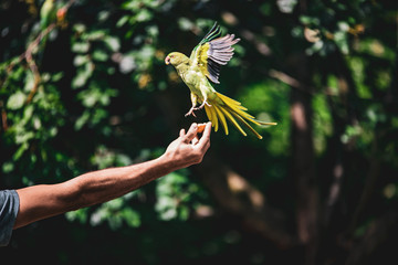 Birds in Kensington Palace Gardens