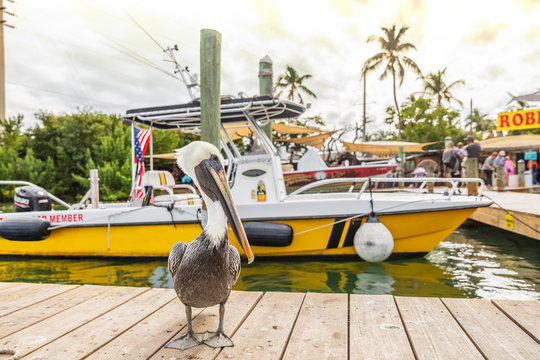Pelican in Florida Keys USA. Animals in Florida.
