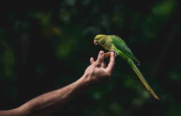 Birds in Kensington Palace Gardens