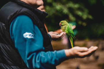 Birds in Kensington Palace Gardens