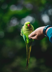 Birds in Kensington Palace Gardens