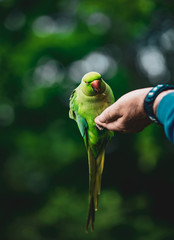 Birds in Kensington Palace Gardens