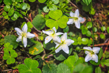 Obraz na płótnie Canvas White Forest Flowers Oxalis. Natural Forest Background.