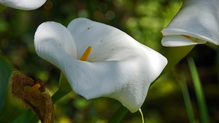 Blütenkelch © Jürgen Hamann
