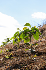 The little coffee tree just planted in a Brazilian arabica coffee crop. Non-blurry version.