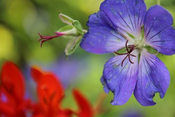 Purple flower with red and green
