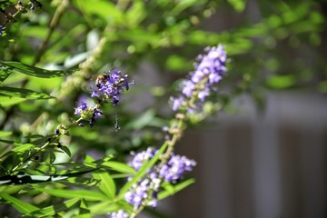 Purple flowers in a forest